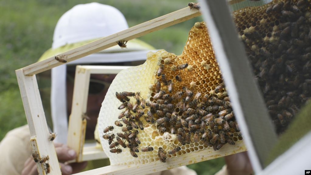 Beekeeping May Reduce Stress and Depression s - Beekeeping May Reduce Stress and Depression