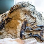 Dueling Dinosaurs fossil hidden from science for 14 years could finally reveal its secrets  150x150 - 'Dueling Dinosaurs' fossil, hidden from science for 14 years, finally revealed