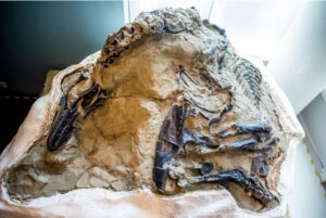 Dueling Dinosaurs fossil hidden from science for 14 years could finally reveal its secrets  300x201 - 'Dueling Dinosaurs' fossil, hidden from science for 14 years, finally revealed