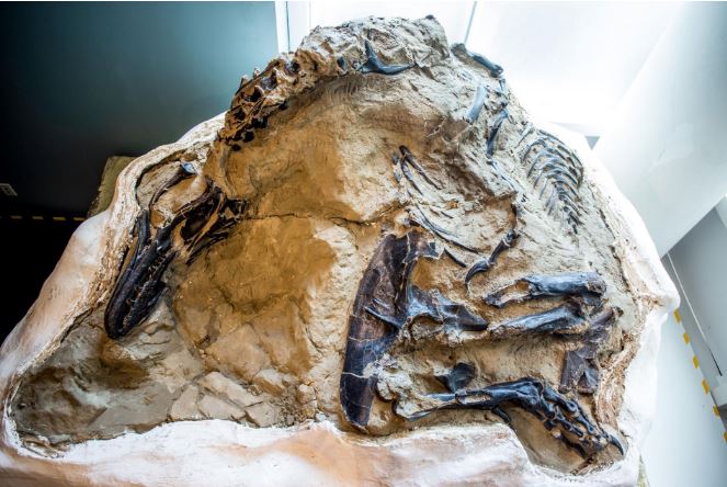 Dueling Dinosaurs fossil hidden from science for 14 years could finally reveal its secrets  - اربیتاس : خدمات راهبری و کوچینگ یادگیری زبان انگلیسی