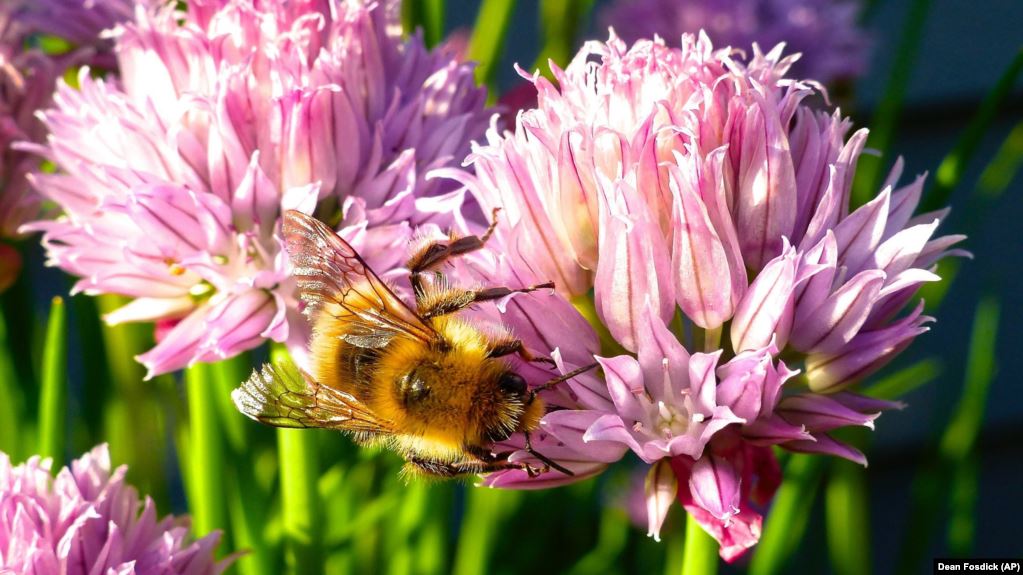 Want to Help Bees Plant Flowering Herbs r1 s - Want to Help Bees? Plant Flowering Herbs