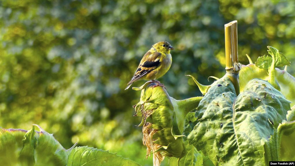 When Feeding Birds, Think Safety and Health